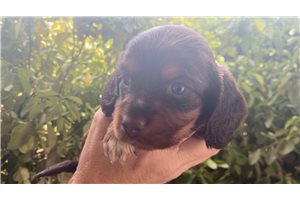 Clarabelle - puppy for sale