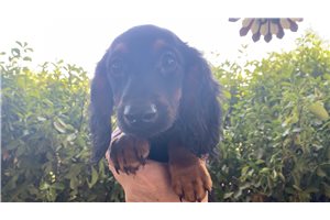 Fortuna - Dachshund, Mini for sale