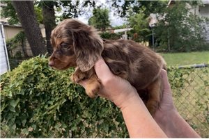 Ella - puppy for sale