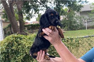 Foxy - Dachshund, Mini for sale