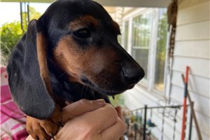 Fran - Dachshund, Mini for sale