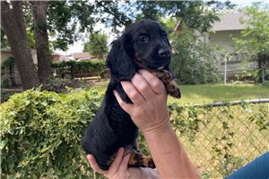 Frisco - puppy for sale