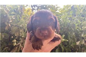 Pete - Dachshund, Mini, placed in Oklahoma City