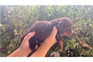 Pete - Mini Dachshund for sale