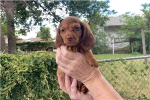 Enzo - puppy for sale