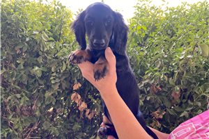 Foxy - puppy for sale