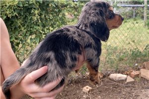 Elsie - puppy for sale