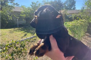 Frisco - Mini Dachshund for sale