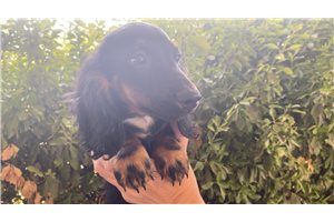 Frisco - Dachshund, Mini for sale