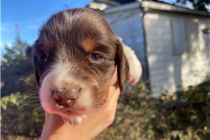 Nettie - puppy for sale