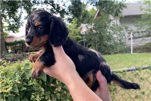 Elvira - Dachshund, Mini for sale
