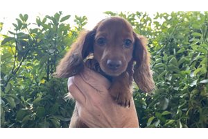 Enzo - Dachshund, Mini for sale