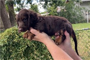 Fritz - puppy for sale