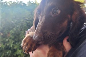 Fritz - Dachshund, Mini for sale