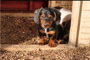 Beauregard - Dachshund, Mini for sale