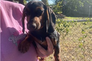 Fran - Mini Dachshund for sale