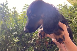Frisco - Dachshund, Mini for sale
