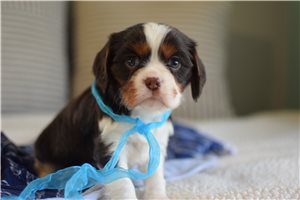 Brewster - Cavalier King Charles Spaniel for sale