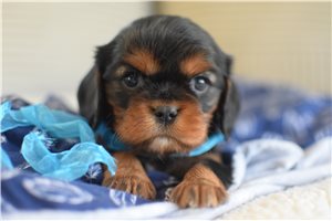 Bugs - Cavalier King Charles Spaniel for sale