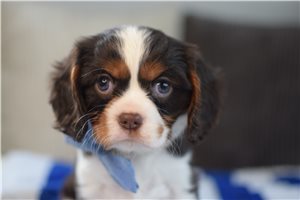 Brewster - Cavalier King Charles Spaniel for sale