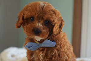 Eric - Cavapoo for sale