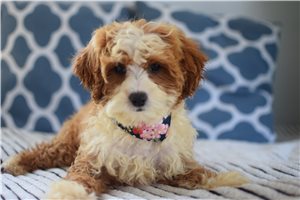 Clarabelle - Cavapoo for sale
