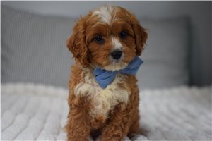 Flint - Cavapoo for sale
