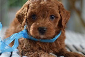 Ethan - puppy for sale
