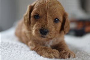 Hera - Cavapoo for sale