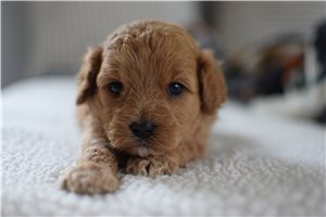 Harper - puppy for sale