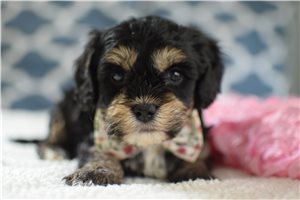 Gabby - Cavapoo for sale