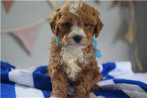 Franklin - Cavapoo for sale