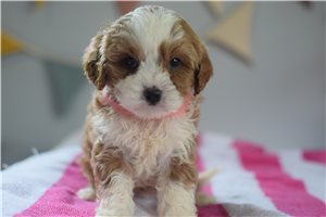 Fallon - puppy for sale