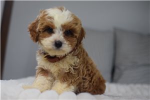 Fallon - Cavapoo for sale