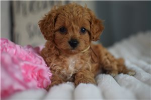 Hera - Cavapoo for sale