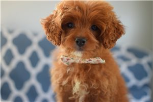 Beth - puppy for sale