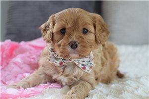 Cinnamon - Cavapoo for sale