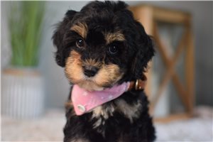 Gabby - Cavapoo for sale