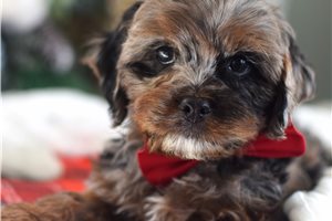 Vernon - puppy for sale