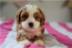 Flicka - puppy for sale