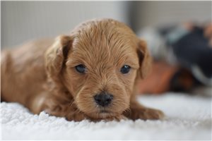 Hatter - Cavapoo for sale