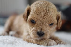 Hope - puppy for sale
