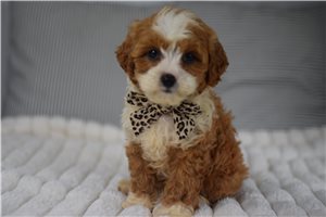 Clarabelle - Cavapoo for sale