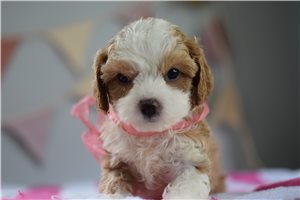 Felicity - puppy for sale