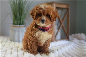 Flint - puppy for sale