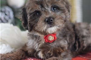 Vixen - Cavapoo for sale