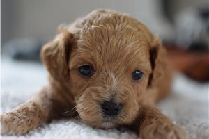 Harvey - Cavapoo for sale