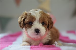 Faith - puppy for sale