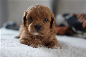 Harmony - puppy for sale
