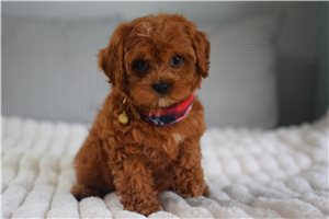 Ethan - puppy for sale